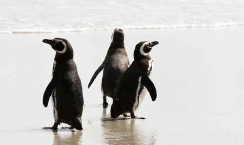 richting-pinguins.jpg